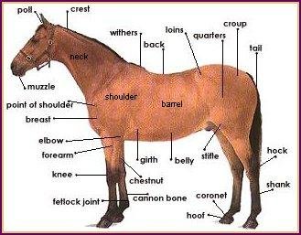 Parts of a Horse, Horse Anatomy