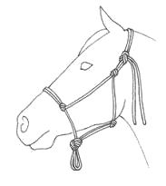 Rope halter on horse