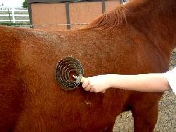 Grooming Horse Before Riding