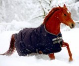 Winter Horse Care